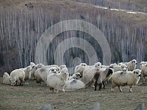 Flock of sheep in Magura in Romania