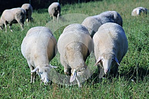 Flock of sheep kept biologically in a meadow photo