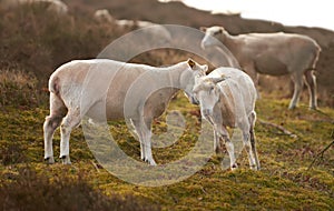 A flock of sheep in a meadow on lush farmland. Shaved sheared wooly sheep eating grass on a field. Wild livestock