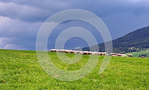 Stádo ovcí na louce před bouří