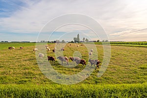 Flock of sheep in a meadow on a summer evening