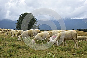 Pecore da carne al pascolo photo