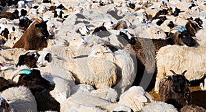 Flock of sheep mixed with goats