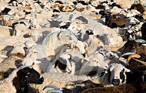 Flock of sheep mixed with goats