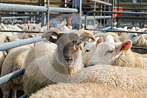 Flock of sheep mixed with goats