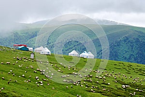 The flock of sheep and mongolian yurts in Valley grassland