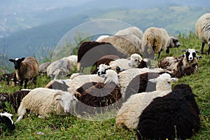 flock of  of sheep in the mountain