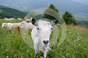 flock of  of sheep in the mountain