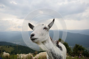 flock of  of sheep in the mountain