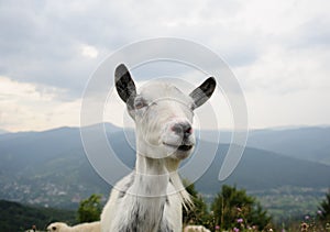 flock of  of sheep in the mountain