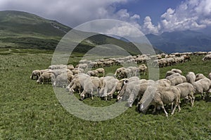 A flock of sheep in the mountain