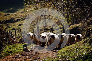 Flock of sheep on mountain pasture