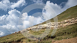 Flock of sheep in mountain pasture in the Brembana valley Italy
