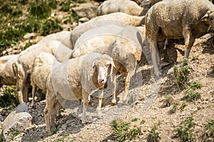 Flock of sheep on mountain pastures