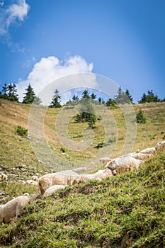 Flock of sheep on mountain pastures