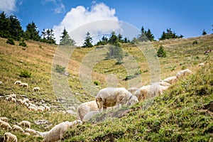 Stádo ovcí na horských pastvinách