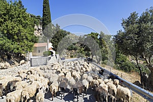 Flock of sheep on a mountain road in Crete