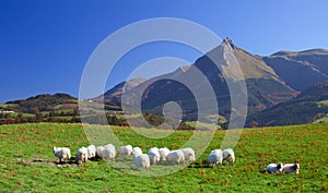 Flock of sheep and mountain Txindoki, Gipuzkoa