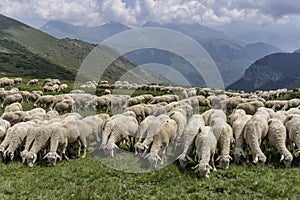 A flock of sheep in mountains