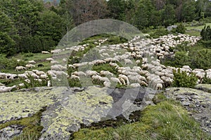 A flock of sheep in mountains