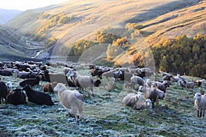 Flock of sheep in mountains