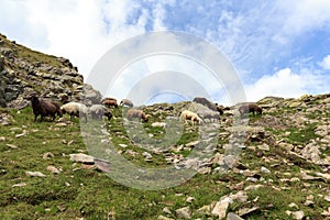 Flock of sheep in the mountains, Hohe Tauern Alps