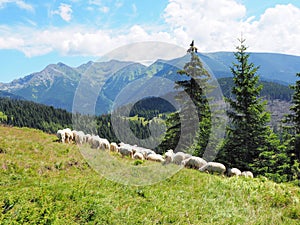Stádo ovcí v horách: Tatry.