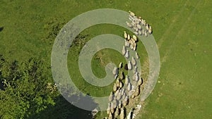 Flock of sheep moving from paddock in mountains, cattle breeding, organic wool