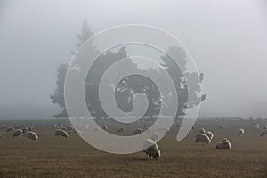 Flock of sheep in nature on meadow. Rural farming outdoor in New Zealand