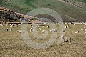 Flock of sheep in nature on meadow. Rural farming outdoor in New Zealand