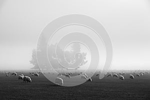 Flock of sheep in nature on meadow. Rural farming outdoor in New Zealand