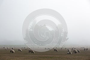Flock of sheep in nature on meadow. Rural farming outdoor in New Zealand