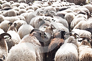 Flock of sheep near Havelte, Holland