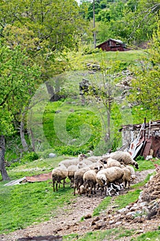 Flock of sheep near small mountain hut in Bulgaria