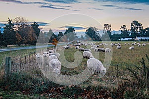 Flock of sheep in New Zealand