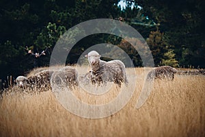 A Flock of Sheep, New Zealand