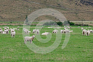 Flock of Sheep, New Zealand