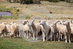 Flock of Sheep - New Zealand