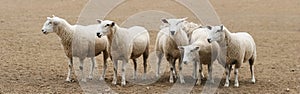 Flock of Sheep Panorama