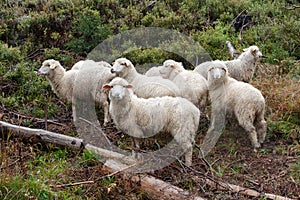 Flock of sheep on the pasture