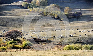 A flock of sheep in pasture