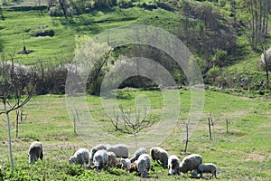 A flock of Sheep on the Pasture