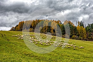 Flock of sheep in the pasture. Farm animals in autumn season