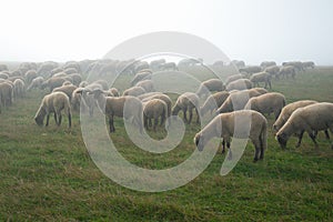 Flock of sheep in pasture on a foggy morning, rural countryside scene, Poland