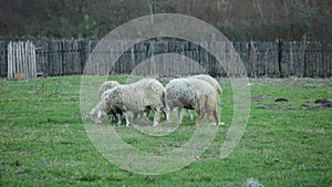 Flock of sheep on pasture at late afternoon