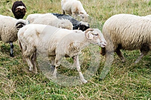 Flock of sheep in the pasture in the mountains