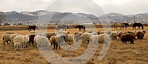 A flock of sheep in a pasture in the mountains of Montana