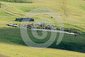 Flock of sheep on the pasture