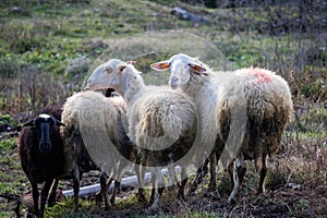 Flock of sheep at pasture. White black color ruminant mammal animal with thick woolly coat at graze