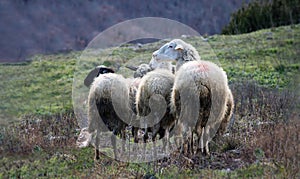 Flock of sheep at pasture. White color ruminant mammal animal with thick woolly coat at graze